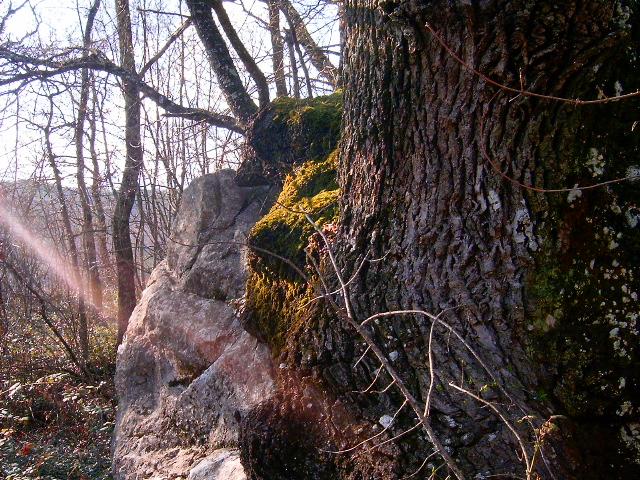 Tronchi